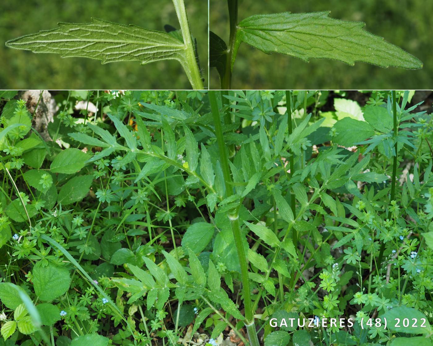 Valerian, (Elder-leaved) leaf